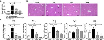 The Protection of Midazolam Against Immune Mediated Liver Injury Induced by Lipopolysaccharide and Galactosamine in Mice